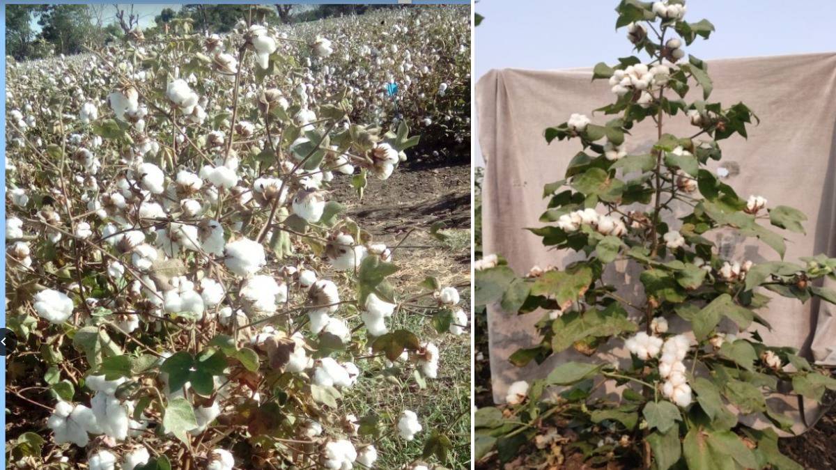 agriculture-news-how-farmers-can-control-pink-spotted-and-green-bollworm-infestation-in-standing-cotton-crops-587996