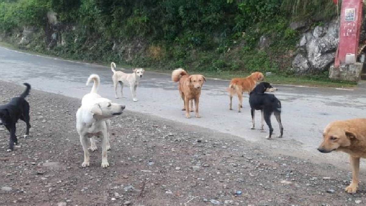 dahod-news-stray-dogs-stray-menace-in-godhara-attack-on-123-in-last-9-days-652618