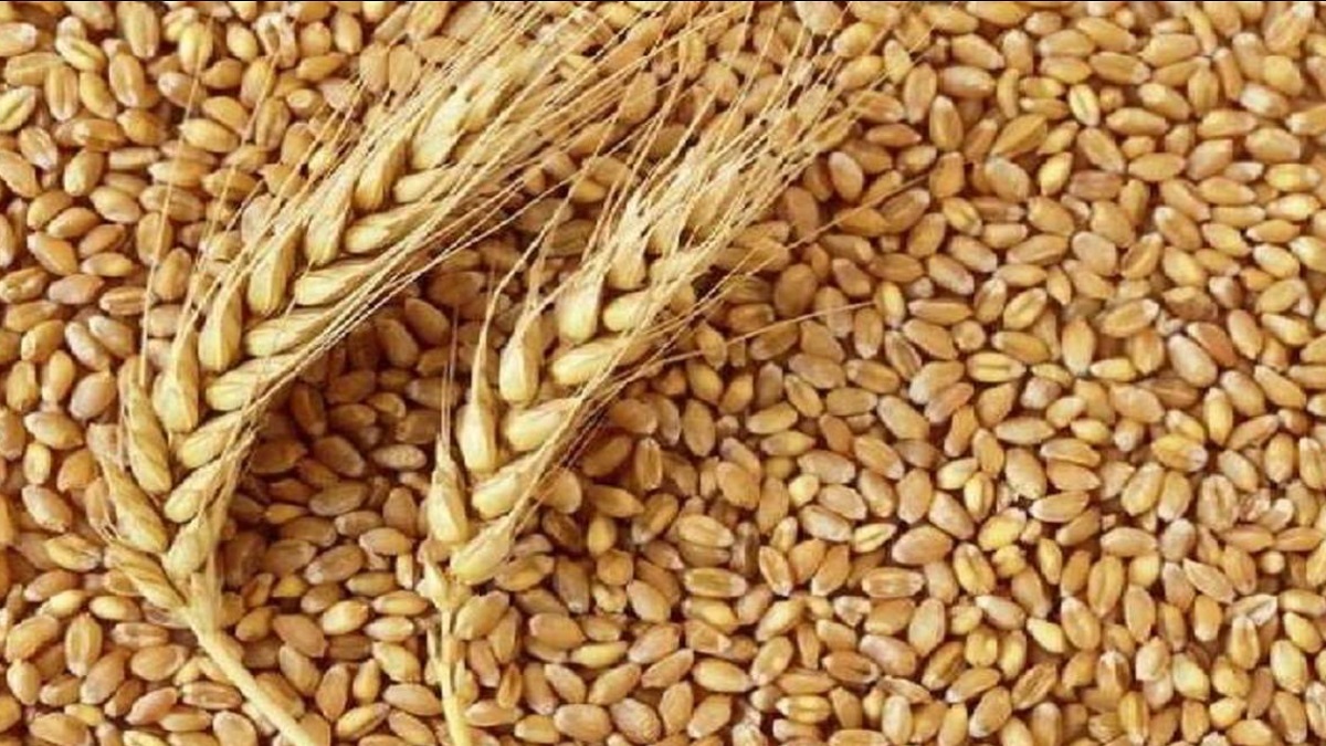 Kitchen Hacks: ઘઉંમાં ધનેડા પડવાની ચિંતા છે? ચોમાસામાં અનાજ બગડતું અટકાવવા માટે આ ટિપ્સ અપનાવો