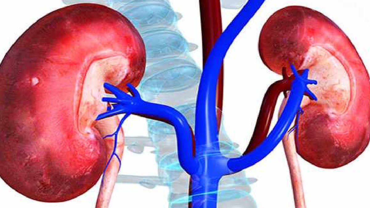 health-the-best-foods-for-kidney-health-to-prevent-disease-590680