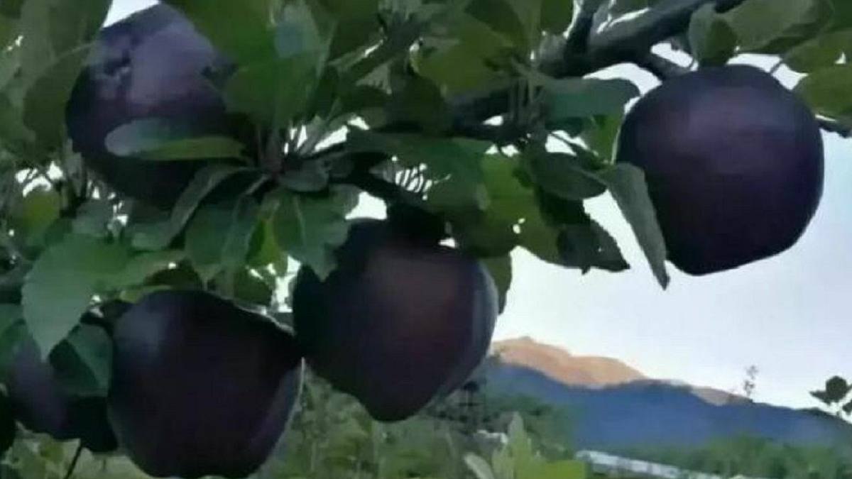 Black Diamond Apple Health Benefits જાણો કાળા સફરજન ખાવાના ફાયદા