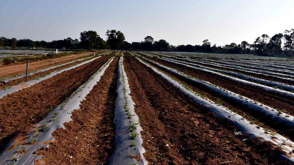 agriculture-natural-agriculture-is-the-only-solution-to-protect-nature-586288