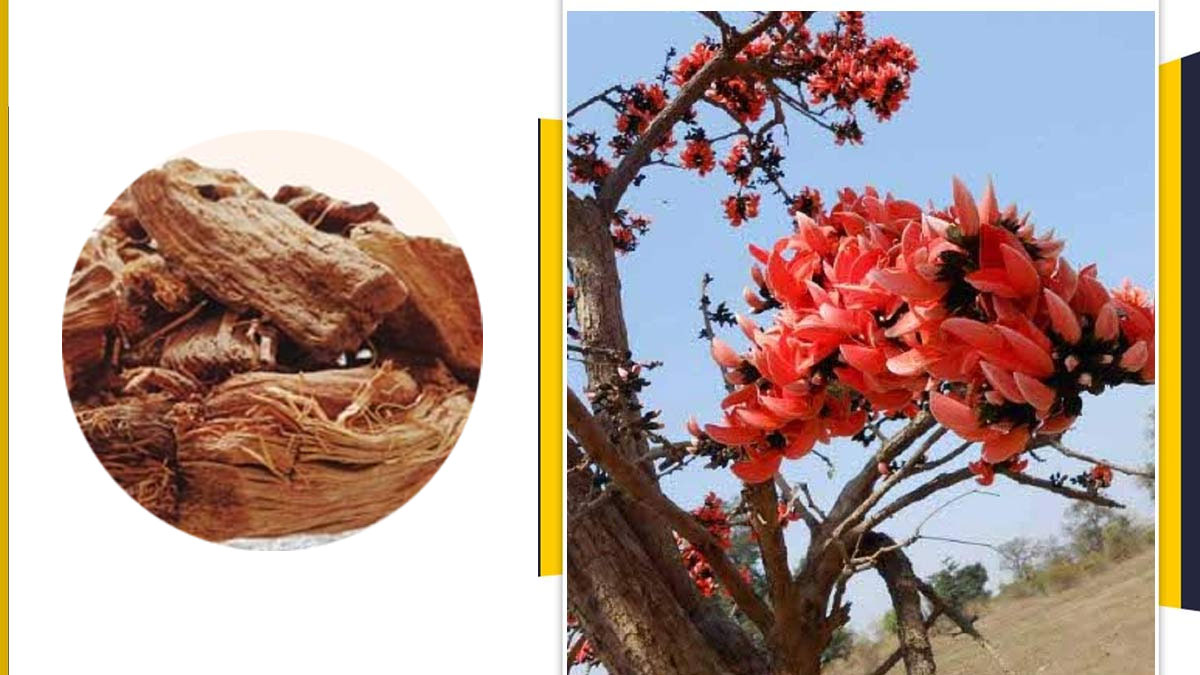use-shimla-root-in-this-way-4-problems-including-skin-and-stomach-will-be-removed-98287
