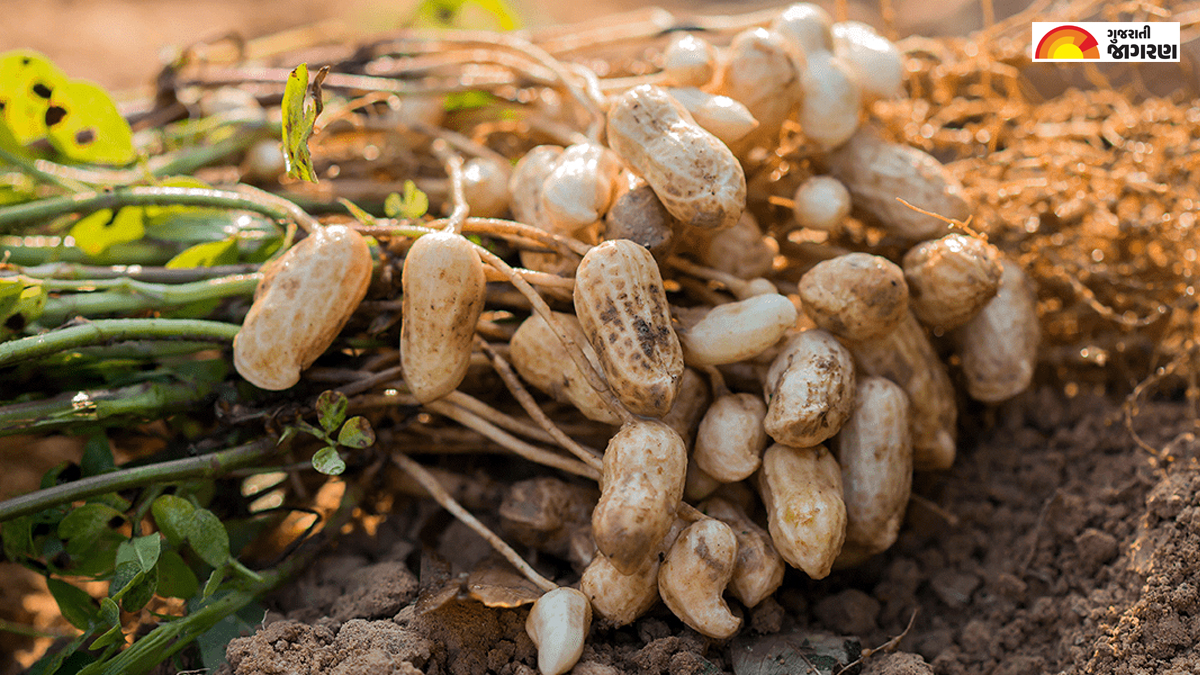junagadh-agricultural-scientists-discover-two-new-varieties-of-healthy-groundnut-reduce-risk-of-heart-attack-108802