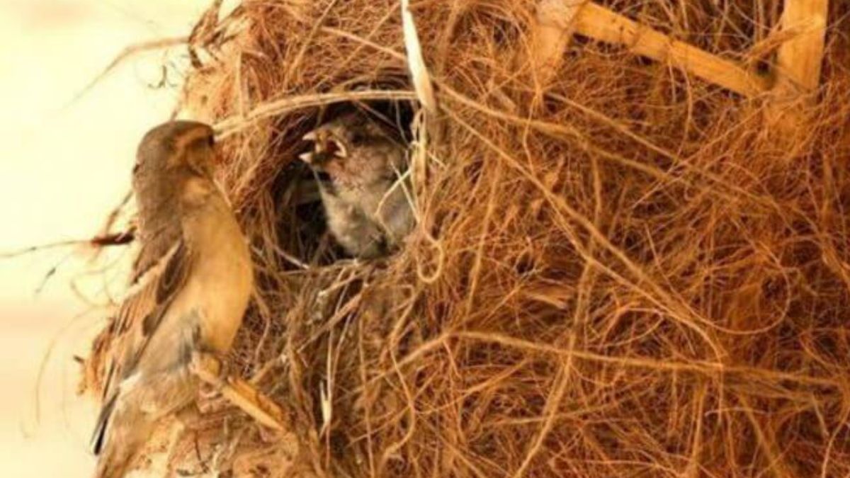 શું તમારા ઘરમાં પણ આ જીવોએ બનાવ્યું છે ઘર, જાણો તેના શુભઅશુભ સંકેત Have these creatures made a