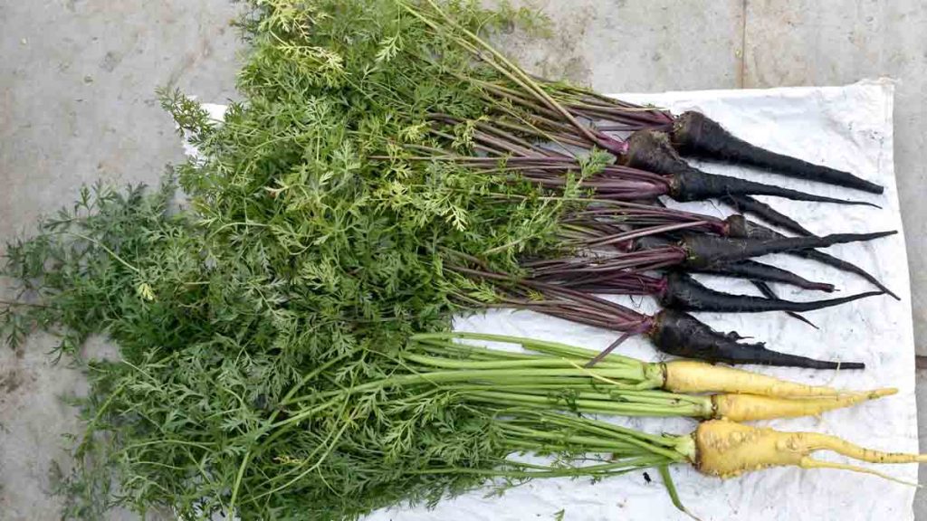 વડોદરાના ખેડૂતે 4045 પ્રકારની શાકભાજી ઉગાડી, દર મહિને કરી રહ્યાં છે રૂ