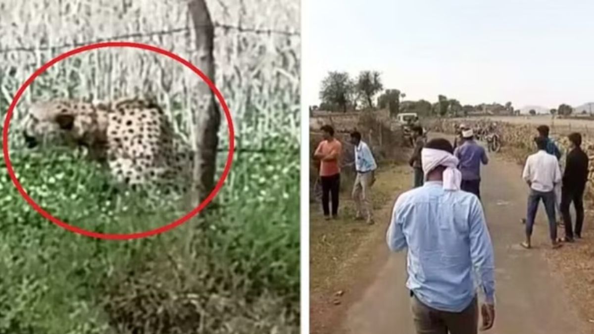 cheetah-oban-brought-from-namibia-entered-jhar-baroda-village-of-vijaypur-which-is-20-kms-away-from-kuno-national-park-111855