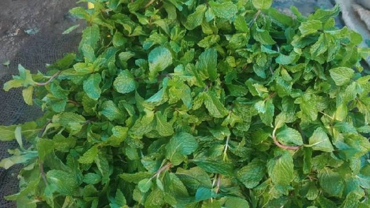 Mint Leaves જાણો ફુદીનાનું સેવન કરવાથી શરીરને મળતા સ્વાસ્થ્ય લાભો વિશે