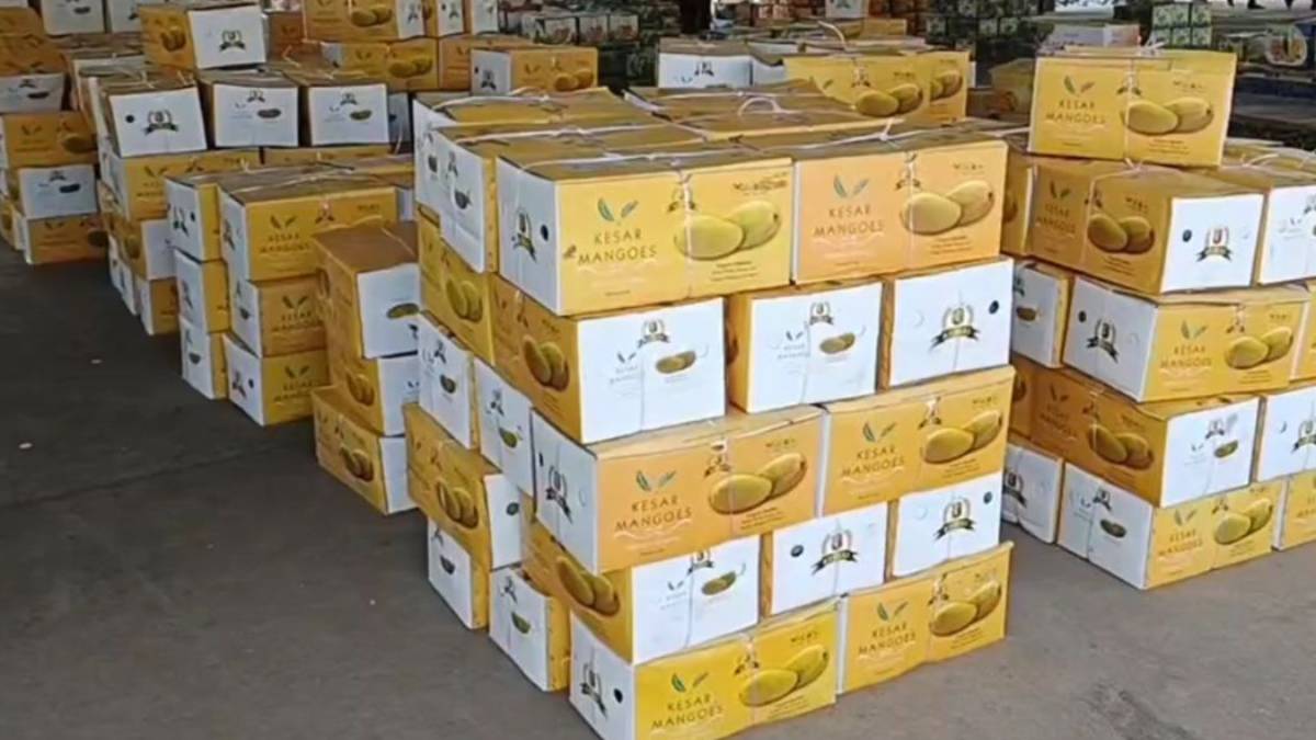 gir-somnath-news-auction-of-kesar-mangoes-in-talala-apmc-118453