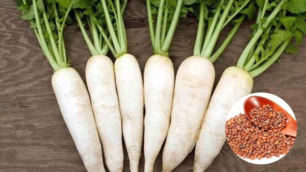 Radish Seeds Benefits જાણો રોજ મૂળાના બીજનું સેવન કરવાથી મળતા ફાયદાઓ