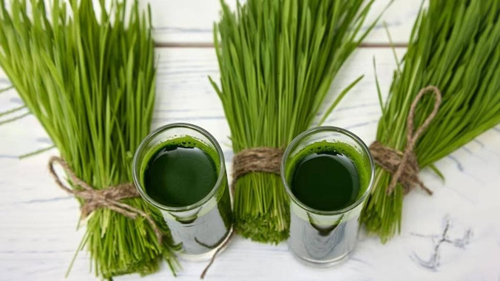 wheatgrass-benefits