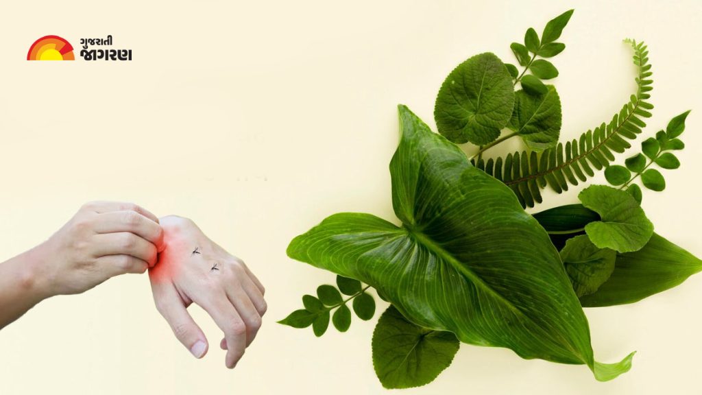 Mosquito Repellent Plants મચ્છરોથી ચિંતિત છો? ઘરમાં લગાવો આ 5 છોડ
