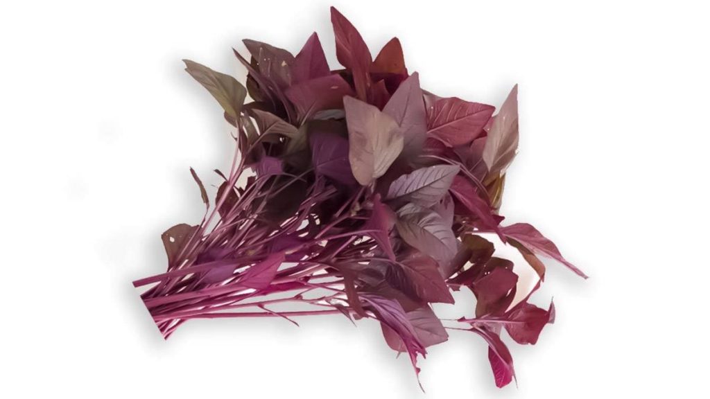 Red Spinach ગર્ભાવસ્થા દરમિયાન લાલ પાલકનું સેવન છે ફાયદાકારક