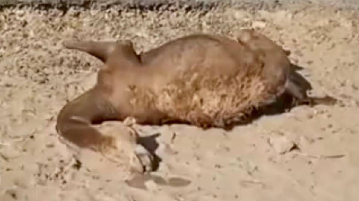 bharuch-news-ongc-fined-camel-death-due-to-drinking-chemical-mixed-water-137050