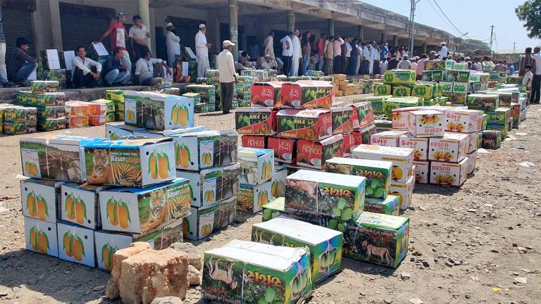 Kesar Mango Price In Talala Gir: તાલાલા યાર્ડમાં આજે 26350 બોક્સ કેસર કેરીની આવક, જાણો ભાવ | Kesar Mango Price Today in Talala Gir APMC Fruit Market Yard 28 May 2024, Get