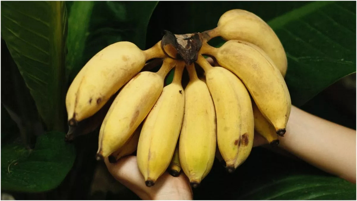 Benefits of Banana કેળાનું સેવન કરવાથી મળે છે જબરદસ્ત ફાયદા, જાણો તેના