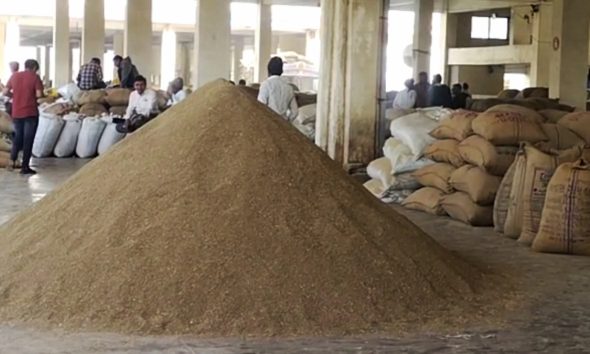 Rajkot Market Yard Bhav: જાણો આજે રાજકોટ માર્કેટયાર્ડમાં વરીયાળીનો કેટલો મહત્તમ ભાવ નોંધાયો