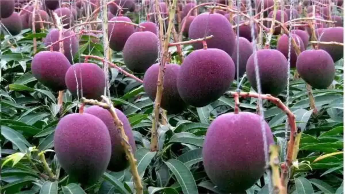 Most Expensive Mangoes in The World: શું તમારી અંદરનો મેંગો લવર એક કિલો કેરી માટે 2.75 લાખ રૂપિયા ખર્ચશે? જાણો વર્લ્ડની સૌથી મોંઘી કેરીઓ વિશે