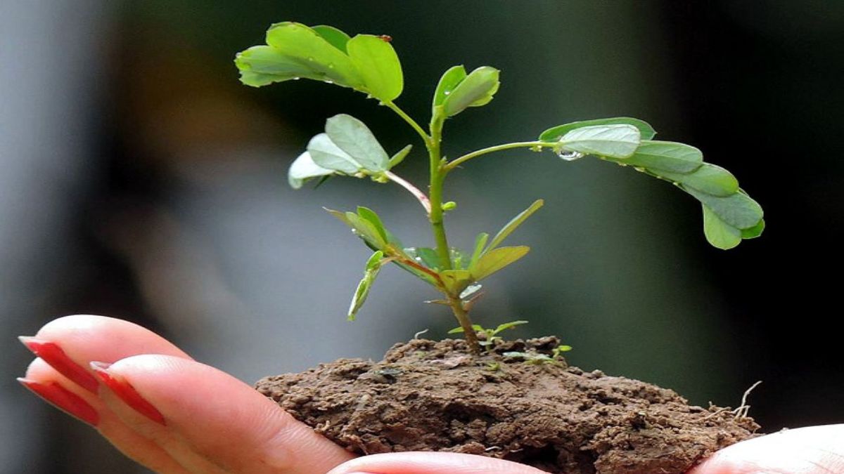 prime-minister-will-launch-mishti-program-through-virtual-medium-cabinet-members-will-plant-mangrove-saplings-in-11-districts-of-the-state-140670