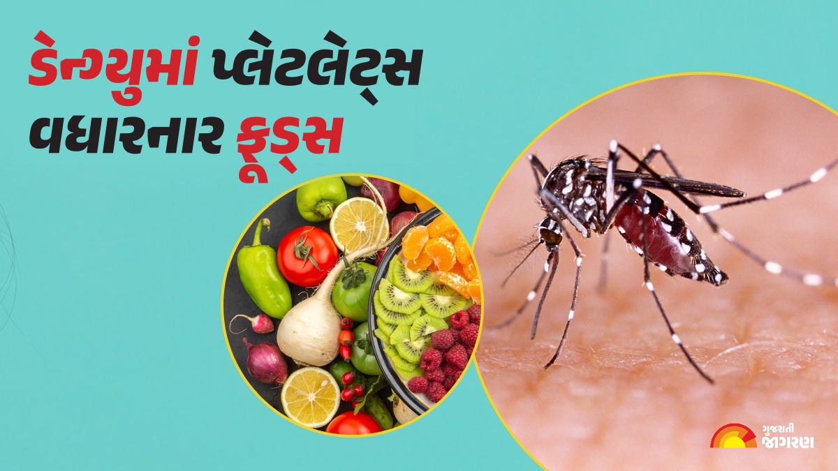 Dengue Diet Tips ડેન્ગ્યુના દર્દીના ડાયટમાં સામેલ કરો આ ફૂડ્સ, ઝડપથી
