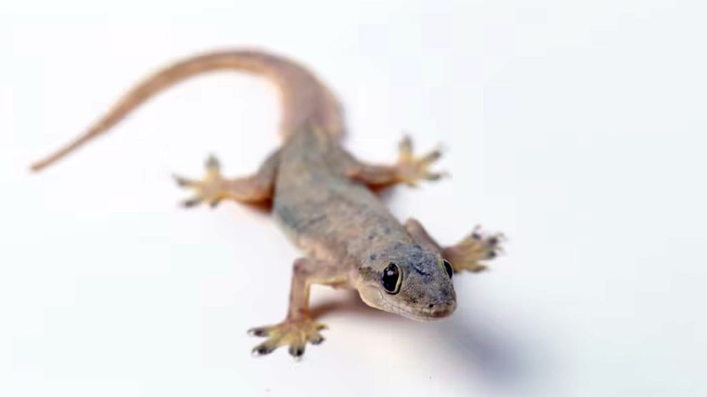 Lizard At Home સવારે ઘરમાં ત્રણ ગરોળી એકસાથે જોવાથી આ સંકેત મળે છે