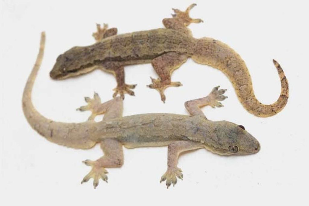 Lizard At Home સવારે ઘરમાં ત્રણ ગરોળી એકસાથે જોવાથી આ સંકેત મળે છે