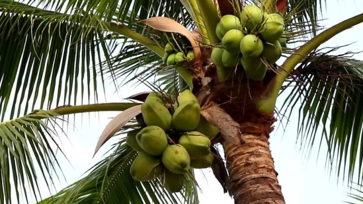how-to-get-subsidy-for-new-coconut-plantations-667218