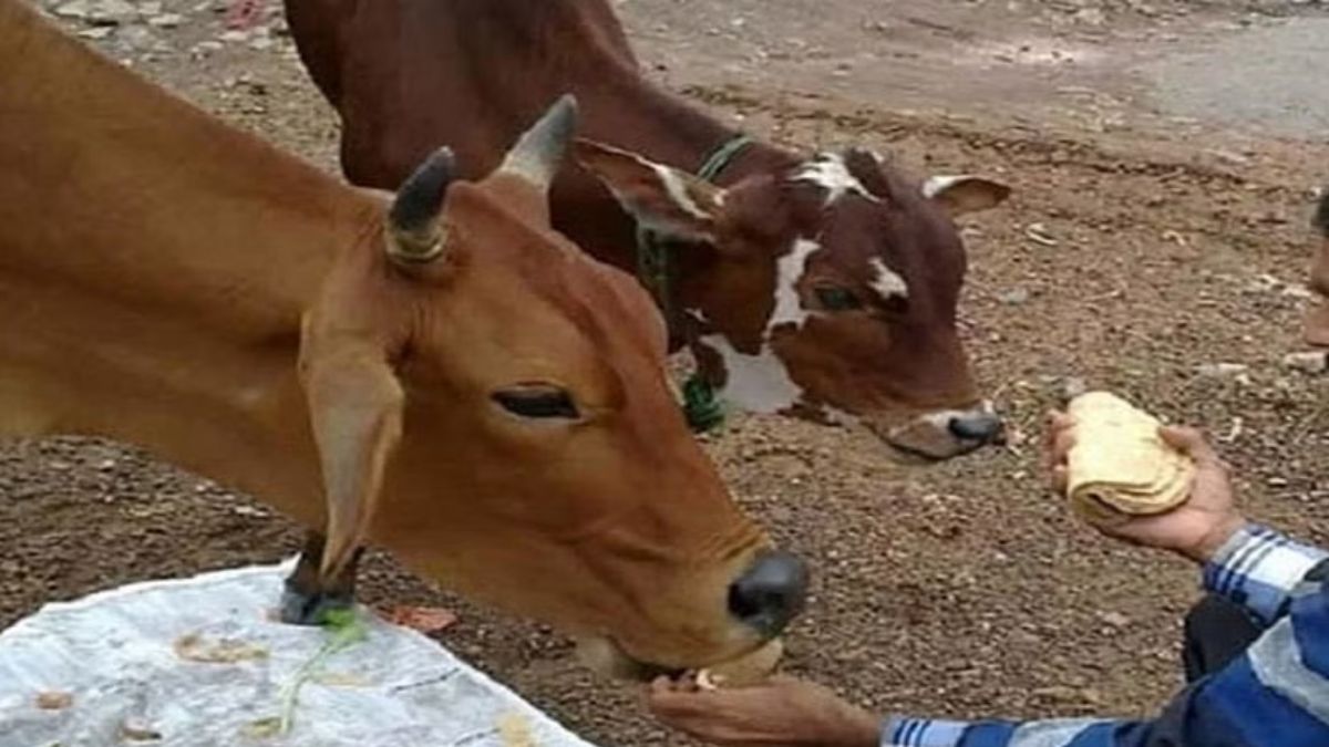 Cow Astrology શનિ, રવિ અને ગુરુવારે ગાયને રોટલી ખવડાવો, આ સમસ્યાઓ દૂર