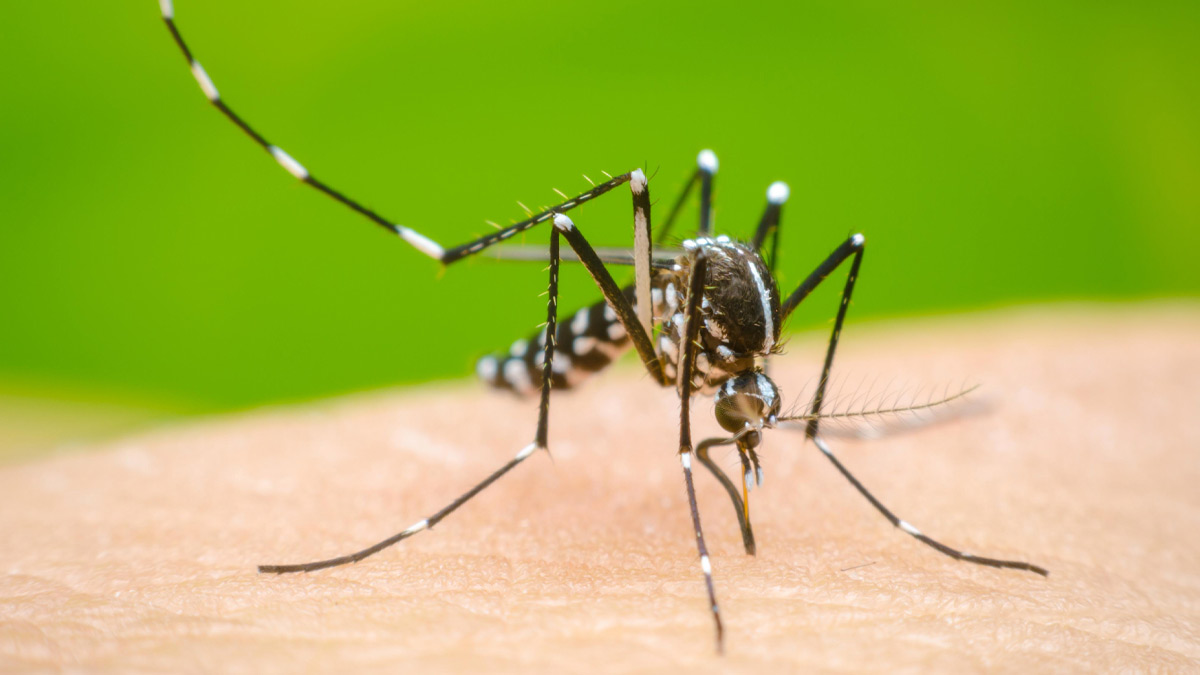 ahmedabad-news-more-than-325-cases-of-dengue-reported-in-civil-hospital-in-a-month-health-department-on-alert-as-cases-continue-to-rise-382798