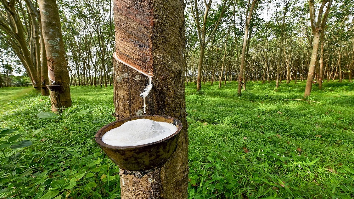 forests-are-being-harvested-for-rubber-forests-are-being-deforested-three-times-faster-than-generally-assumed-218651