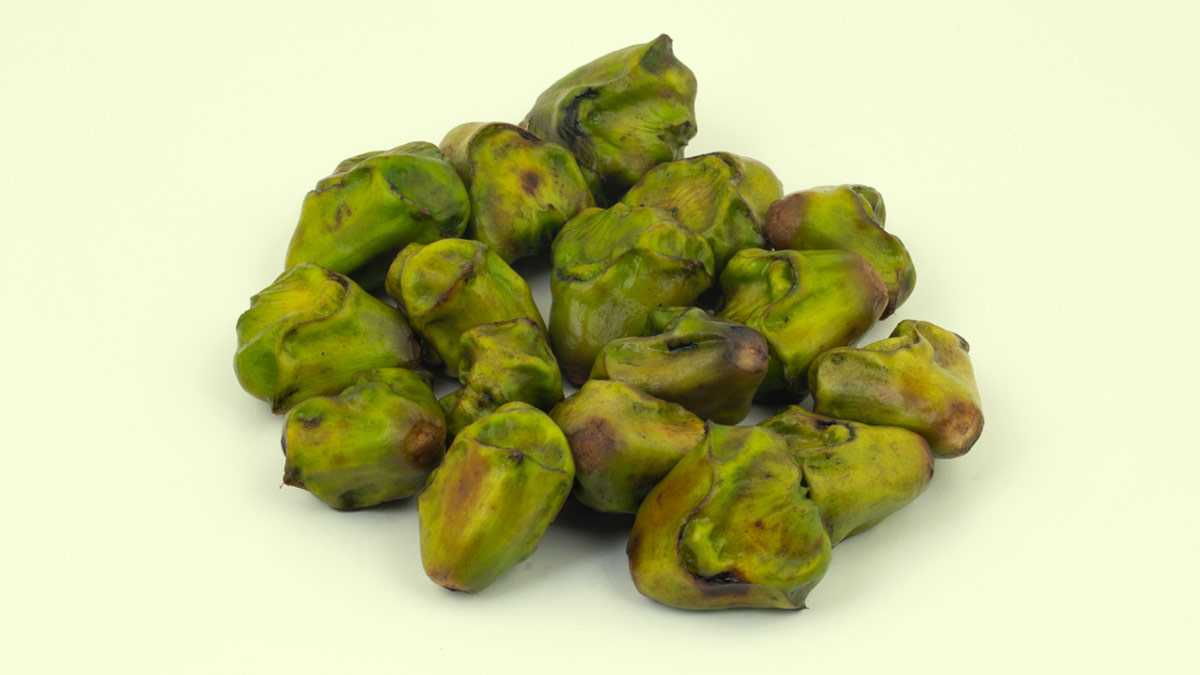 what-is-the-benefits-of-eating-singhara-224505