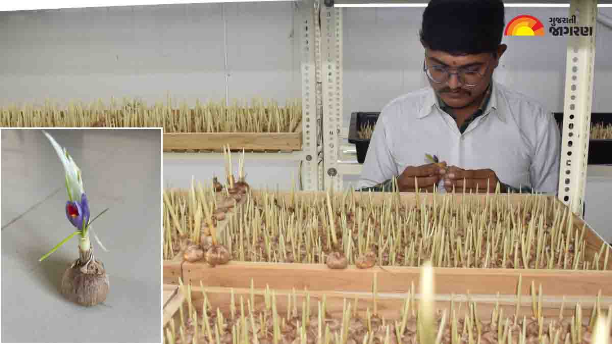 kashmiri-kesar-in-botad-two-farmer-from-hamapar-village-of-gadhada-experimented-to-grew-saffron-217120