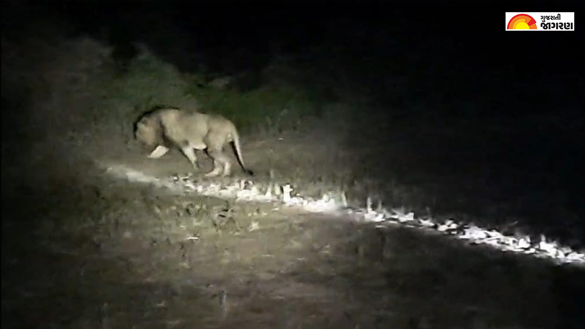 Lion Attack in Amreli: અમરેલીમાં રિસામણે ગયેલી પત્નીને મળવા જતાં યુવકને સિંહે ફાડી ખાધો, સ્થળ પરથી યુવકના અવશેષ અને બાઈક મળ્યું
