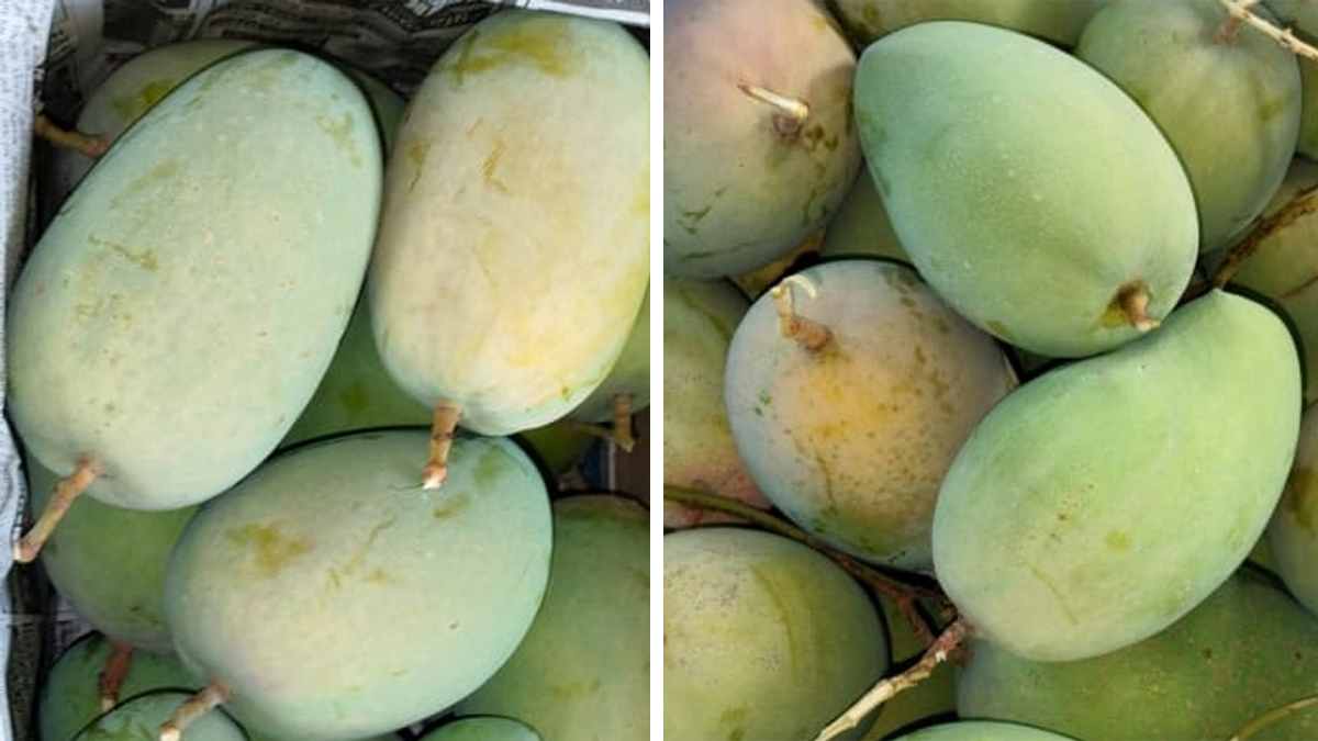 Porbandar ભરશિયાળે માર્કેટ યાર્ડમાં કેસર કેરીનાં આગમનથી આશ્ચર્ય, 3