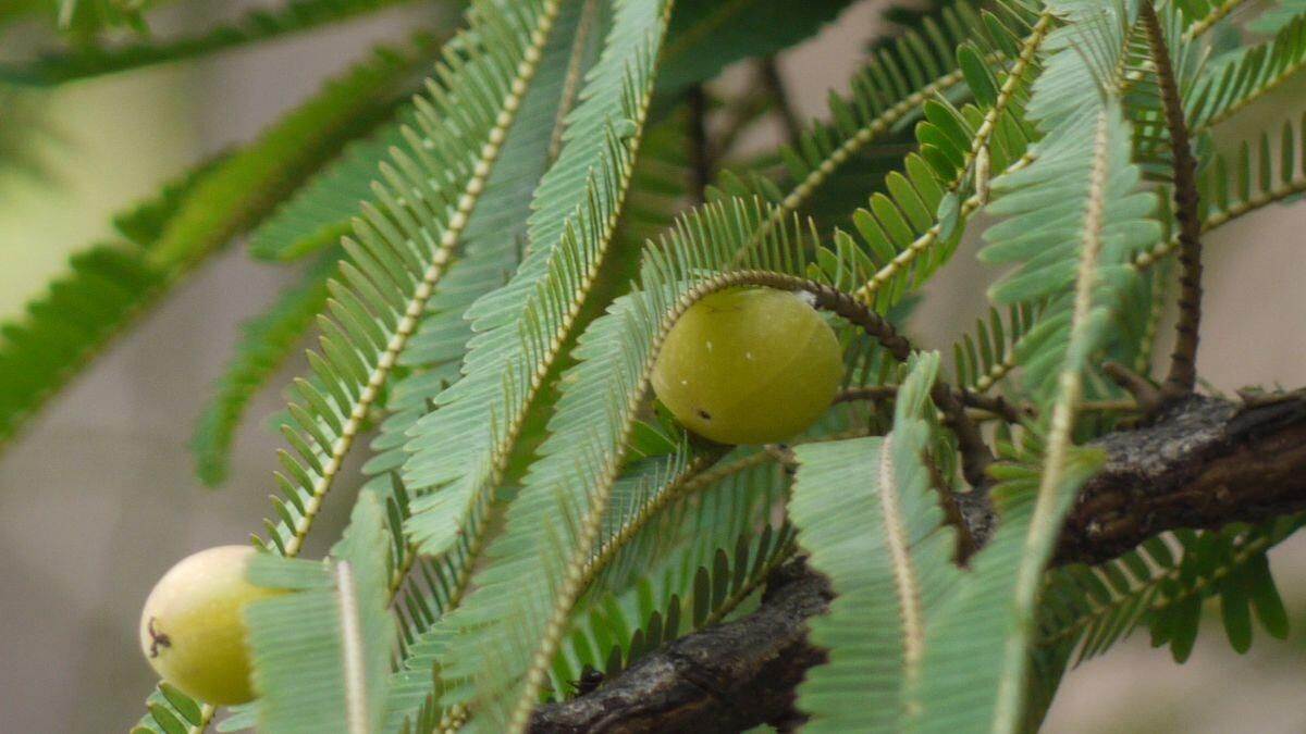 amla-leaves-astro-remedies-for-prosperity-help-in-three-problems-257641