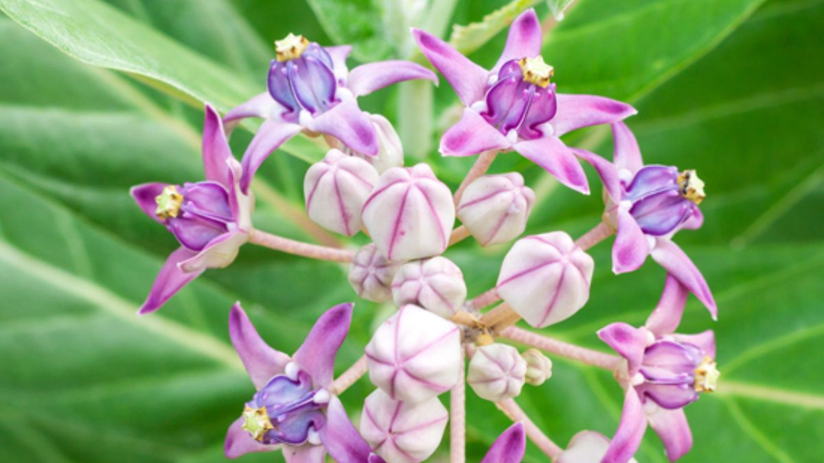 aak-flower-astrology-if-you-keep-these-flowers-in-the-house-your-fortune-will-change-there-will-be-abundant-rain-of-money-246059