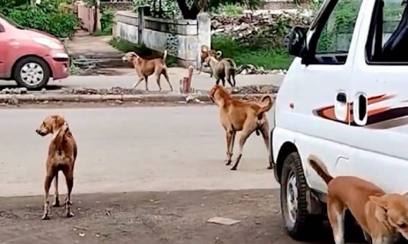 વલસાડમાં રખડતા કૂતરાના આતંકથી અફરાતફરીઃ કૈલાસ રોડ પર ડાઘિયાએ બાળકો-વૃદ્ધો સહિત 13ને બચકાં ભરી લોહીલુહાણ કરી નાંખ્યા