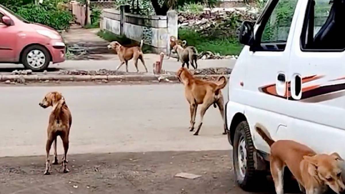 rajkot-news-stray-dogs-have-bitten-more-than-11000-people-in-last-8-month-596190