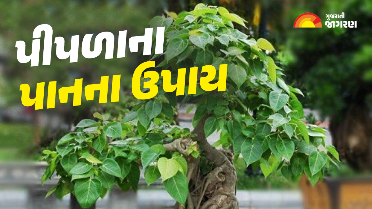 pipla-leaf-will-change-your-luck-do-this-special-remedy-today-248376