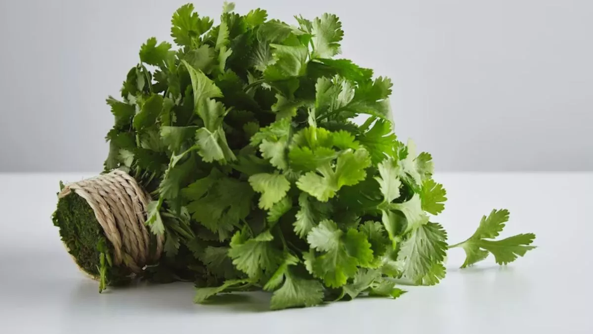 health-tips-in-gujarati-fabulous-coriander-benefits-289707