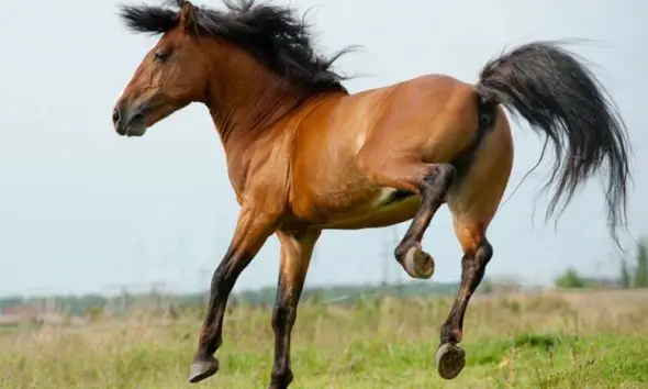 Porbandar: ઘોડાએ જોરથી પાટુ મારતા મોસાળમાં આવેલી 8 વર્ષની ભાણી મોતને ભેટી, પરિવારમાં કલ્પાંત