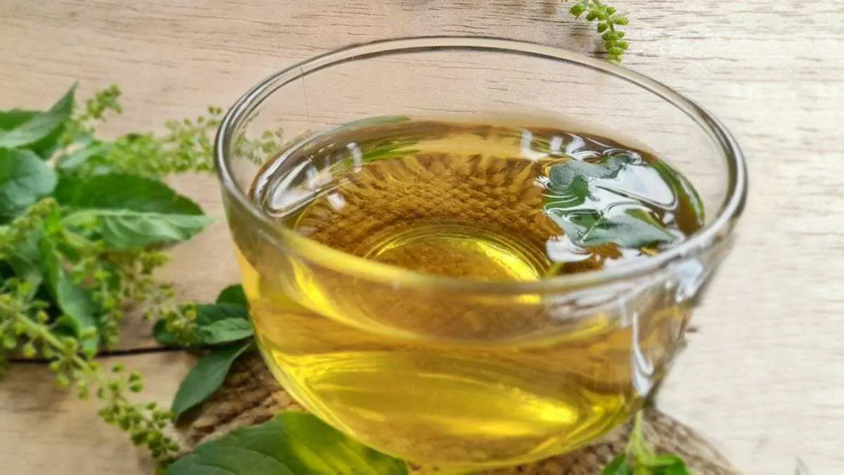 right-way-to-eat-tulsi-leaves-on-an-empty-stomach-article-in-gujarati-296653
