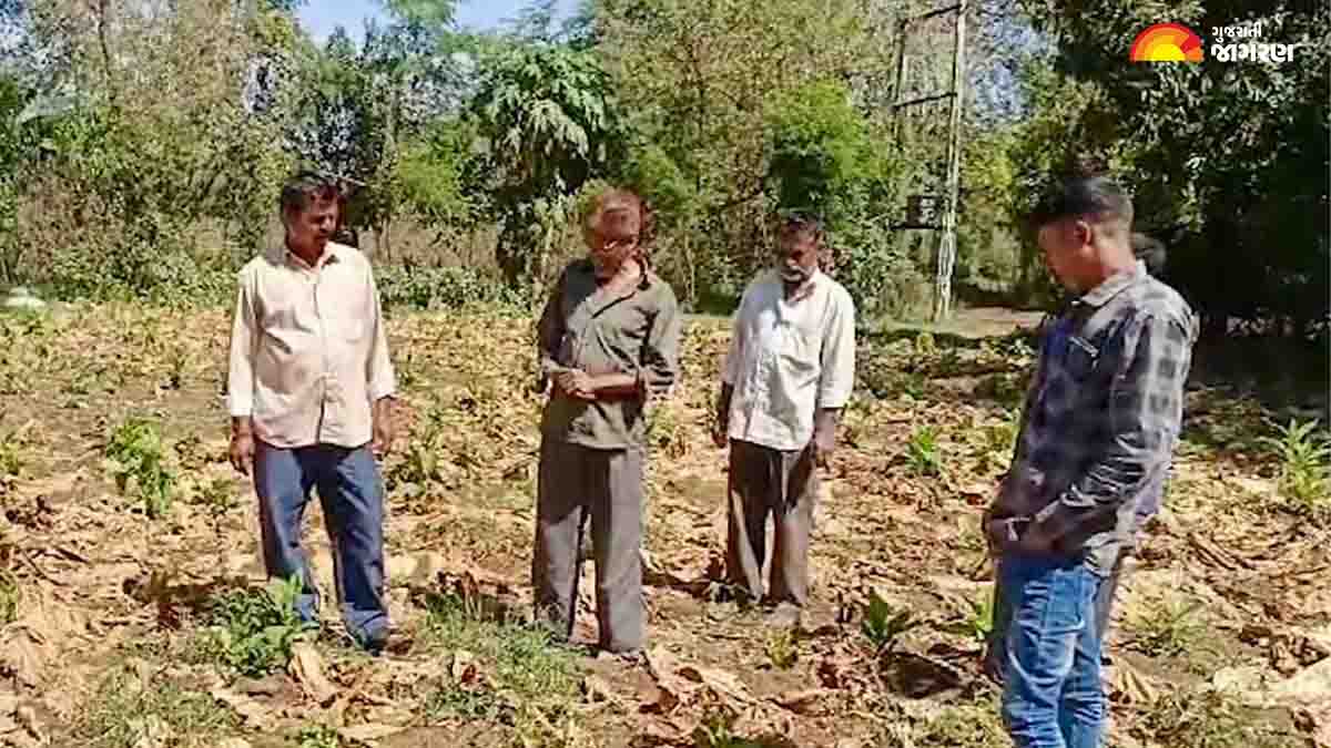 kutch-news-76877-farmers-affected-by-unsesonal-rain-gets-rs-244-crore-krishi-sahay-package-667605