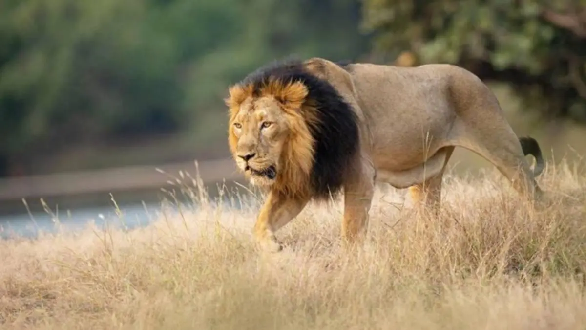 amreli-news-5-years-old-boy-dead-in-lion-attack-at-hamapur-village-of-bagasara-644504