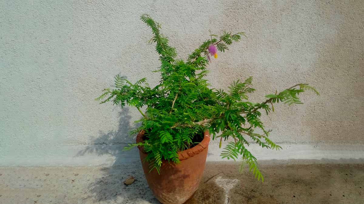 sawan-2024-planting-shami-for-good-fortune-365424