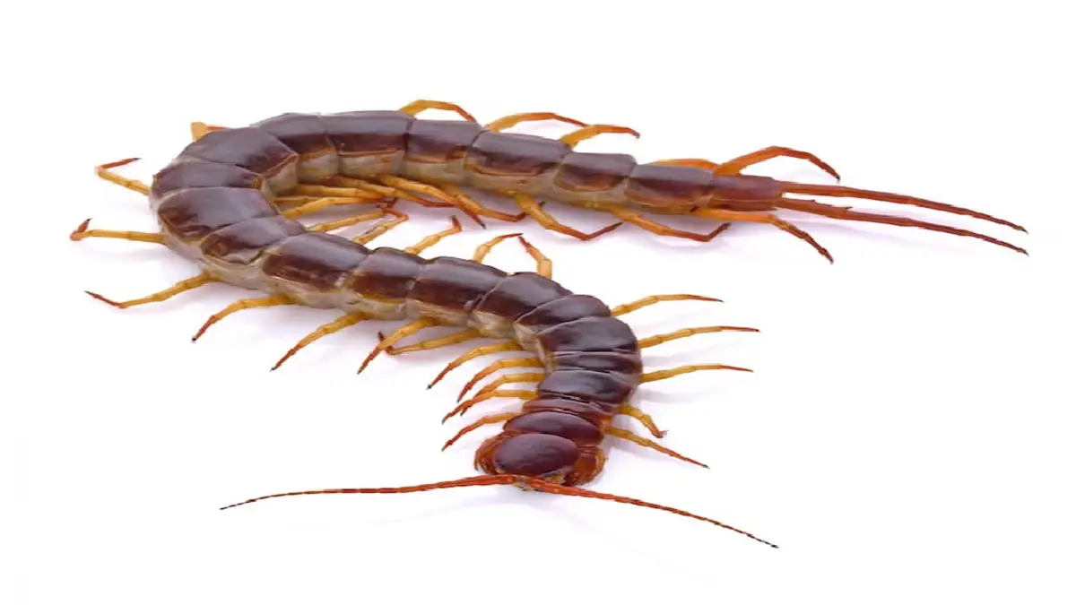 how-to-get-rid-of-centipedes-in-rainy-season-methods-for-kankhajura-590093
