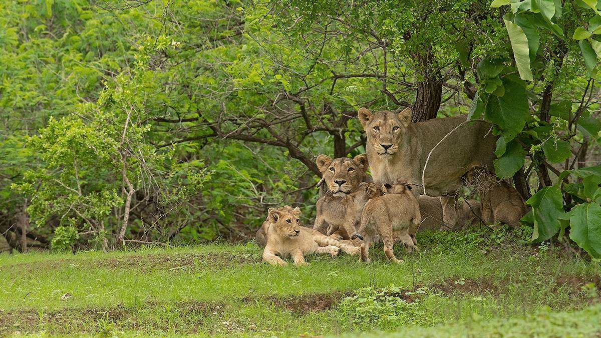 state-level-world-lion-day-will-be-celebrated-at-timbdi-in-barda-union-environment-minister-and-state-forest-minister-will-be-present-582162