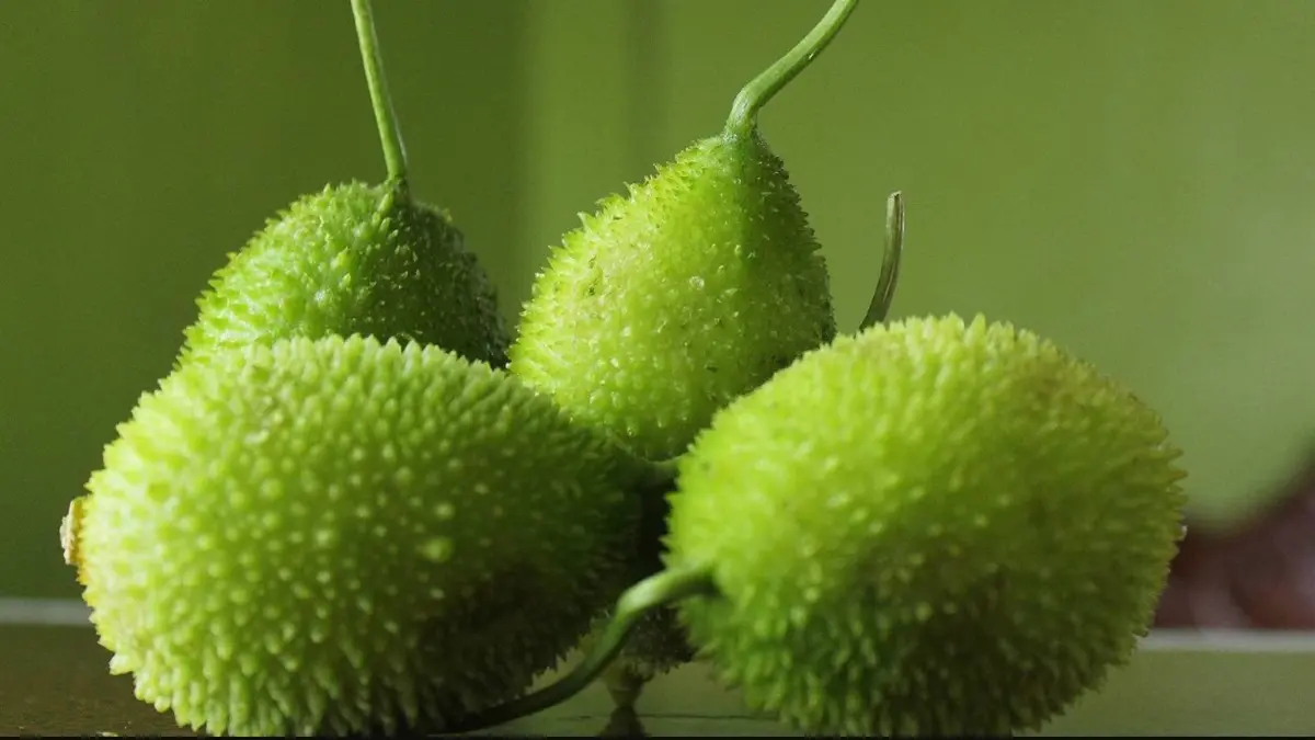 spiny-gourd-health-benefits-how-to-make-kantola-vegetable-recipe-in-gujarati