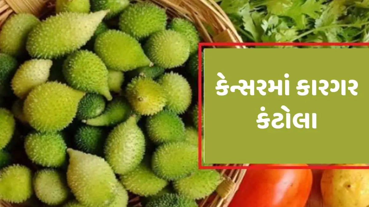 monsoon-diet-tips-health-benefits-of-consuming-kantola-vegetable-or-spiny-gourd-in-gujarati