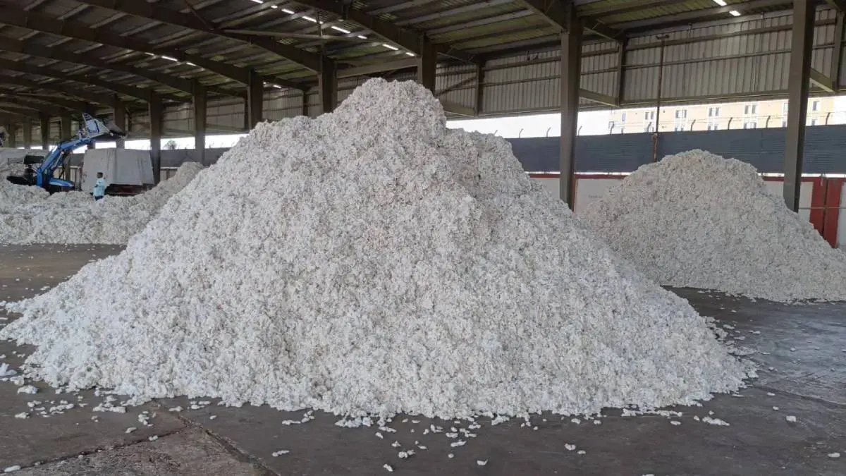 gondal-apmc-aaj-na-bajar-bhav-14-august-2025-cotton-price-today-in-gondal-585074